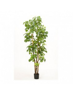 ARBOL ARALIA TRONCO NATURAL
