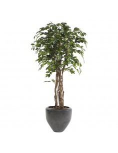 ARBOL FICUS ECO