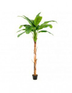 ARBOL PLATANERO TRONCO NATURAL