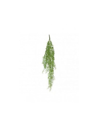 PLANTA RAPEN